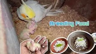 Cockatiel Birds Breeding diet time to time | Cockatiel Breeding food information |