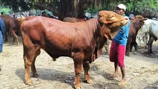 14 juta !! Limousin Calon 1 TON !! Harga Anjlok Bakule Pusing !!Pada Sapi Tuban 