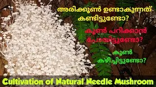 Natural Needle Mushroom Cultivation and Cooking || Enoki Mushroom? || Wild Mushroom