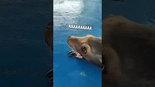 A Sea Lion Appeared! 😱 #shorts #sealions #cuteanimals