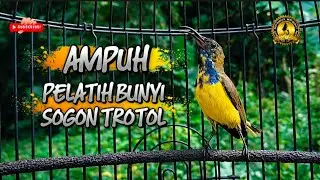 🔴 AMPUH || MELATIH SOGON BAHAN DAN TROTOL MENJADI AKTIF BUNYI