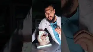Как Встает Член? #анатомия #anatomy #биология #медицина