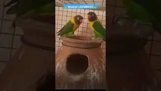 🌳🦜Masked LOVE BIRDS🦜❤️#youtubeshorts #ytshorts#shorts#shortvideo#birds #lovebirds #birdlovers#parrot