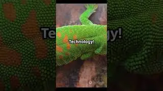 The Wonders of Nature: Amazing Inventions Found in the Wild! 🌿✨