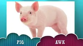 Learn Animals in English and ( Matu ) Chin Part 1