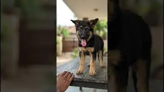 Standing tall and acting like he owns the place. #gsdlove #germanshepherd #cuteanimal #puppy #gsd