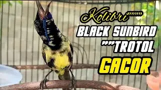 BLACK SUNBIRD TROTOL GACOR‼️COCOK BUAT PANCINGAN