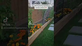 Day 106 of growing vegetables in Canada outdoors 🇨🇦 Let's take a gander! (Night Time) Rip Dad &hearts;️