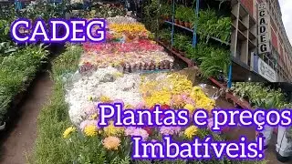 Plantas na CADEG. Lindas, raras e baratas. 