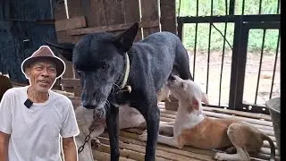 PAK PUPU 45 TAHUN BERGELUT DI DUNIA BURU ‼️ SI ITEUNG BETINA KAMPUNG USIA 9 TAHUN BERBURU BABI ‼️