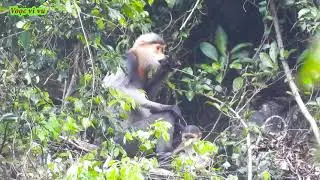 Grey-Shanked Douc Langur is endemic to Vietnam| Pygathrix cinerea|| Ch&agrave; v&aacute; ch&acirc;n x&aacute;m cực kỳ nguy cấp