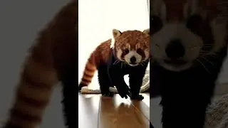 Morning Stretch #animals #redpanda #furry #cute #love