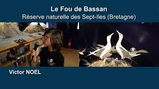 Le Fou de Bassan de l'&iuml;le Rouzic - Sept-Iles (R&eacute;serve naturelle des Sept-Iles)