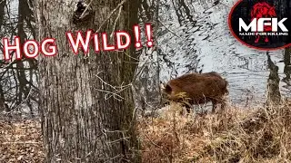 Hunting Deer/Hogs In The Arkansas Sloughs!! MFK Hog Hunting