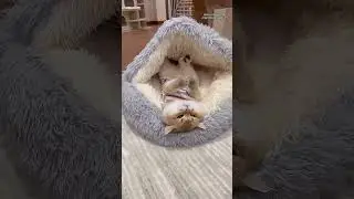 🐾 Plush Round Cat Bed Pet Mattress 🐾