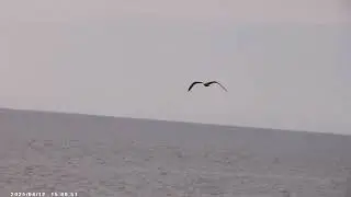 Fly anyway - Full HD video of seagull flying with an issue with his right wing - gentle piano music