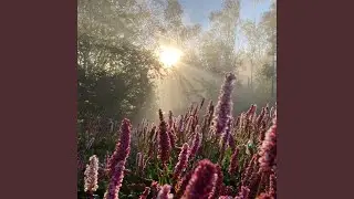 Breeze