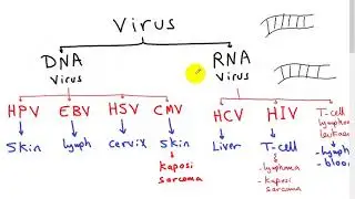 carcinogenesis 3 (ONCOVIRUS ) DR SAMEH GHAZY