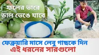 ফেব্রুয়ারি মাসে লেবু ফুলের যত্ন#গাছে হবে বাম্পার ফলন# lemon plant best fertilizer#