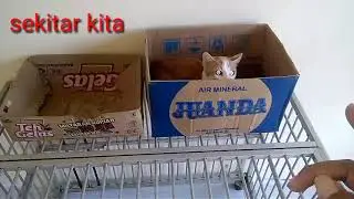 f1 kucing hutan dan kucing hutan