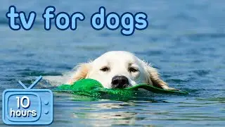 Virtual TV for Dogs: Boredom Busting Videos with ASMR Music