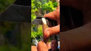signs of successful grafting Mango tree #gardeningfruit