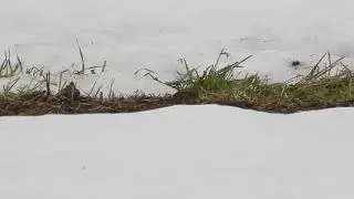 Vuorihemppo  &Auml;ht&auml;ri 31 3 2024   HD 720p