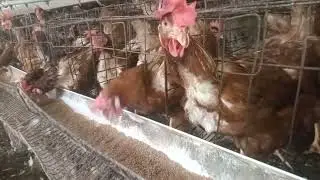 A smart chicken knows how to find a place to drink water  (Watch the video for entertainment)