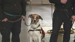 Sac Metro Fire emotional support canines focus on helping firefighters