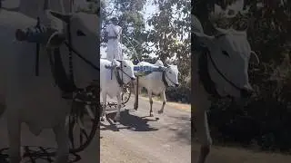 बैल जोडी#cow #dairyfarming #farming #dairyfarmmanagement #dairyindustry #krushipradarshan #animals