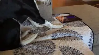 Howlception