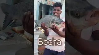 bocha fish caught #katal fish #fish #fishboat #fishing #fishrecipes #fishermans #birdingparadise