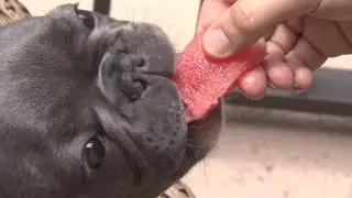 Watermelon dog participates in charity event