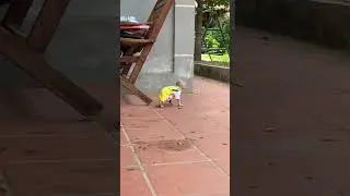 #monkey #babymonkey #adorablemonkey #short #poorbabymonkey #monkey2025