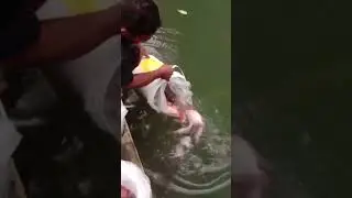 tebar ikan nila merah #fishing #mancing #fish #memancing #tilapia #tilapiafish