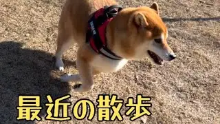 ここ1週間の近況