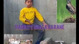 Hamare bater kinhin for murgiyan aur hamare jo hai rabbit 🕊️😝😝