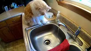 What's In The Sink Bruce ?