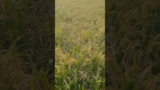 #mithila #paddyfarming#villagepost#Maithili language#today news live #LalitNarayanJhaHariharpuriya🌹🙏
