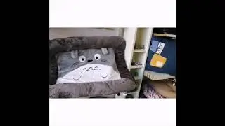 2019SneekPeekof - ePets Pet Shop
