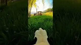 Panda&rsquo;s Epic Procrastination Moment
