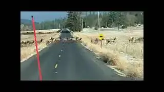 Elk crossing!!! Deer Park, wa.
