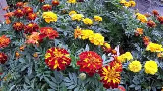 Marigolds 2016