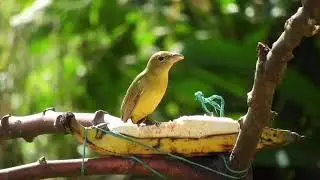 | Birds relaxing music free download | | Самые красивые Райские птицы фото | | расслабляющие птицы |