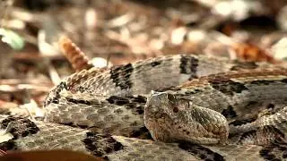 Canebrake Rattlesnake Camouflage