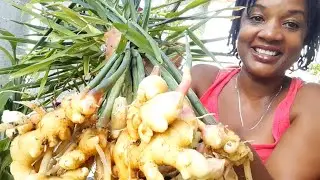 Massive Ginger Harvest 🫚//First Time Growing 🫚//Container Garden//🇯🇲 Backyard Garden