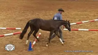 Compound Interest  - 2024 apha world championship show yearling in hand trail 720