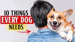 10 простых вещей, которые изменят жизнь вашей собаки (большинство владельцев упускают пункт №7!).