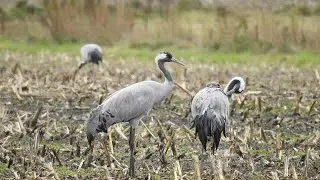 Die Kraniche auf dem Feld.