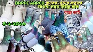 রেসার কবুতর বিক্রি হবে কম দামে,BRPFC,ARPCD ক্লাবের রেসার কবুতর কিনুন,Racing pigeon sell posts বাপ্পি